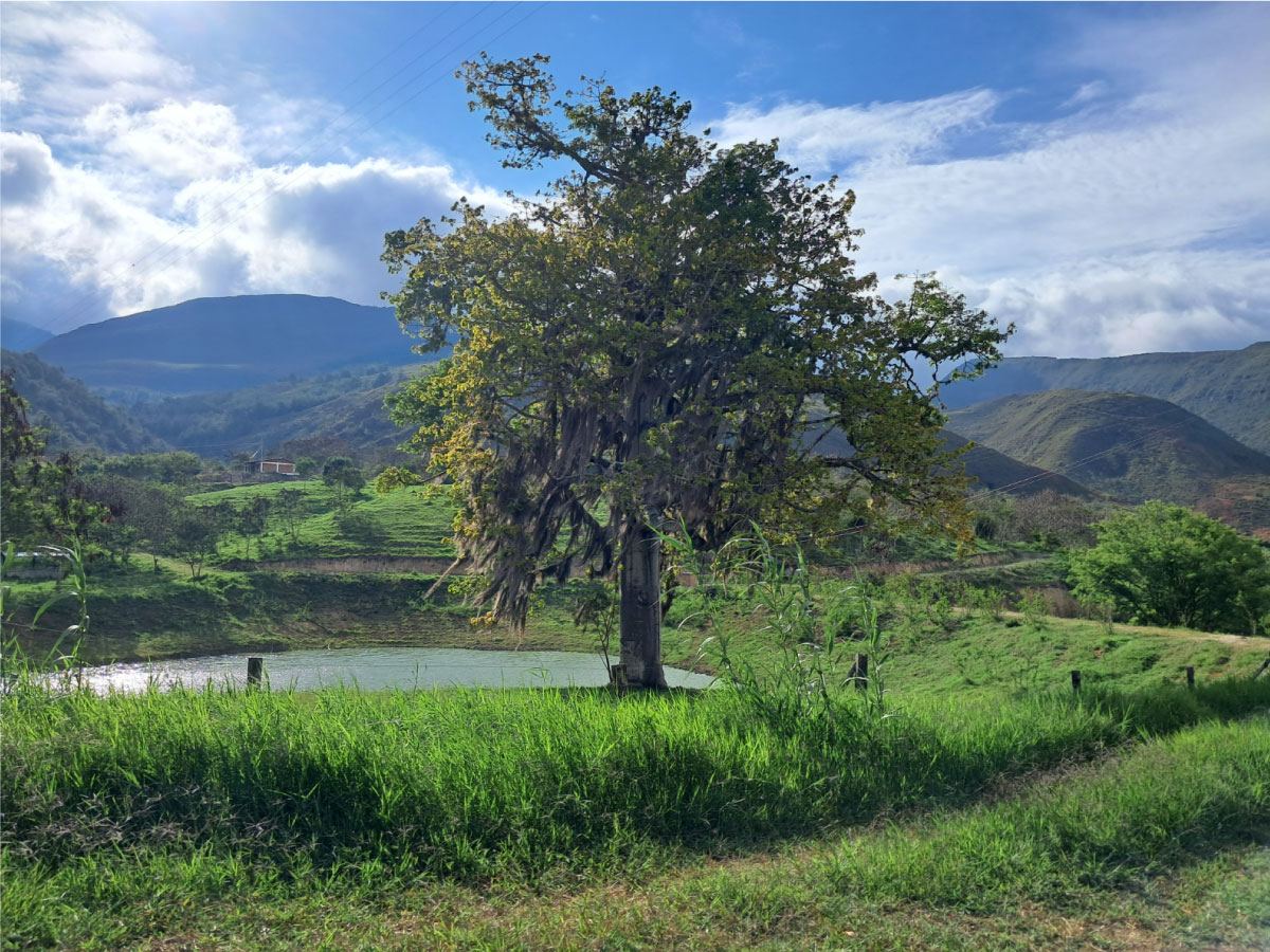 Sistema agroforestal y cuerpo de agua del territorio, Zapatoca