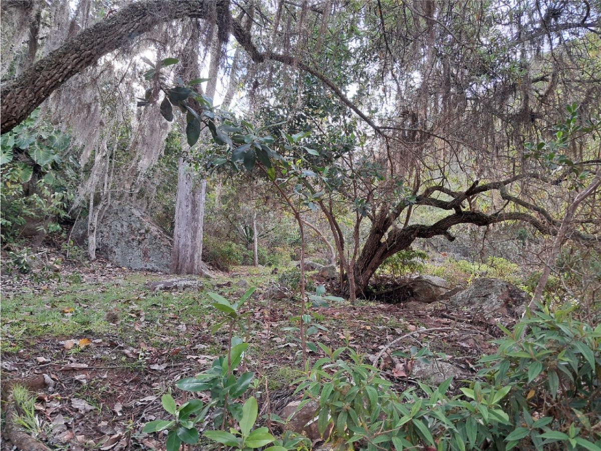 Bosque y biodiversidad del territorio, Zapatoca
