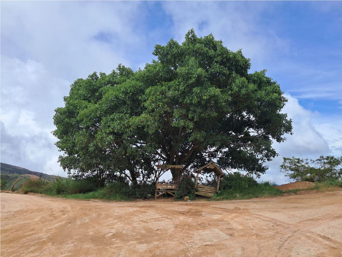 Punto de encuentro veredal bajo un árbol, Zapatoca, Santander